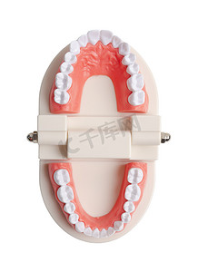 在白色背景上隔离的牙齿模型，保存剪切路径。