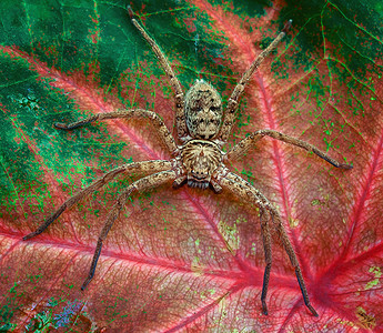 蔓藤叶上的猎人蜘蛛