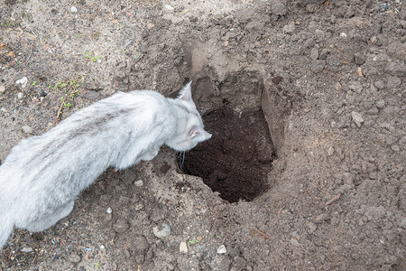 小猫在花园春季工作中嗅探植物的挖洞