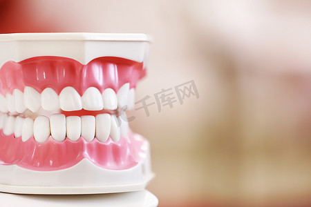 白色牙齿的人类下巴的特写模型。