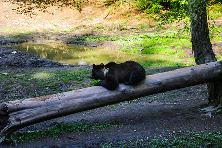 午餐时，熊躺在小草地上的一根圆木上，一只野生动物在睡觉。