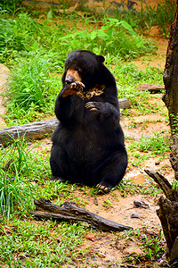 洛高宜野生动物园的马来亚太阳熊