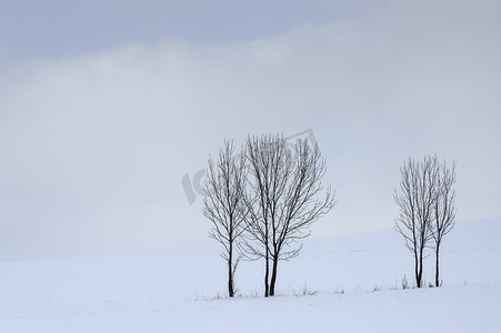 冬天的树群