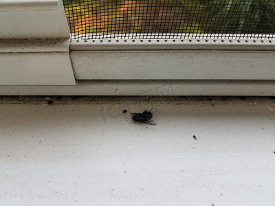 肮脏的白色窗台上的死蝇虫