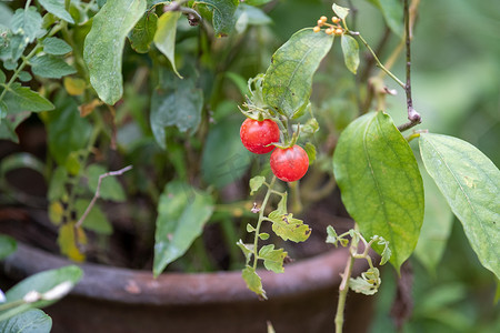 花园树上挂着新鲜小西红柿的枝条，花园林树上生长的小西红柿果实