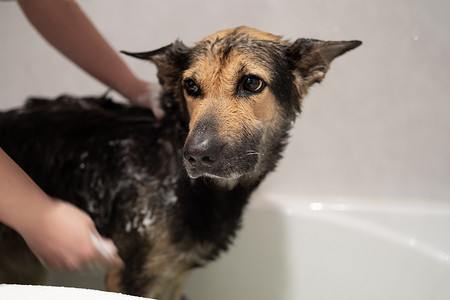 洗澡时间：一个女孩让她的狗干净舒适