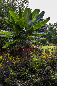 绿色的大叶子摄影照片_城市公园的大叶子香蕉树