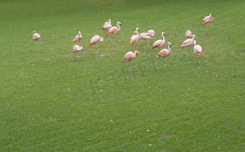 绿草上的一群粉色橙色火烈鸟，复制空间