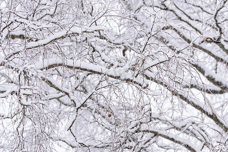 森林已经覆盖着大雪和晴朗的蓝天