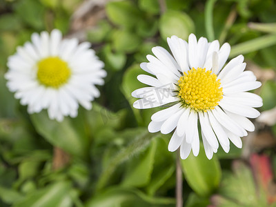 春天小雏菊摄影照片_特写宏观两个小雏菊 Bellis perennis 花白色花瓣与绿叶和草散景背景，选择性焦点，春季季节性背景