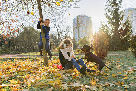男孩和狗玩耍摄影照片_在阳光明媚的秋季公园里和腊肠狗玩耍的儿童男孩和女孩
