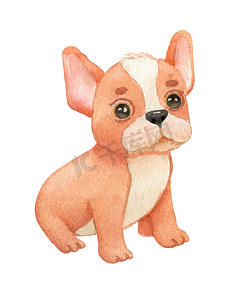 宠物手绘卡通摄影照片_水彩卡通有趣的法国狗。
