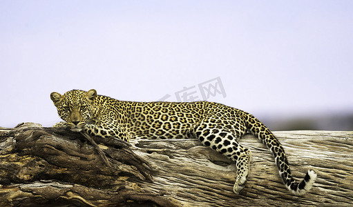大道之行也摄影照片_美丽的坦桑尼亚野生动物图片