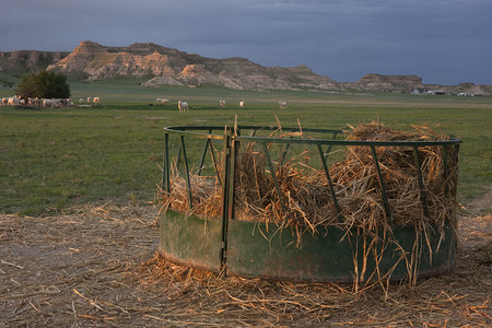 牛摄影照片_牧场用玉米秸秆喂牛器