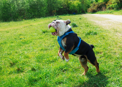 黑白宠物狗摄影照片_黑白相间的英国斗牛犬身穿蓝色背带，在草地上跳跃和接球