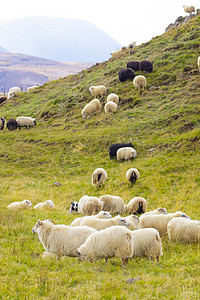 中可爱摄影照片_冰岛绵羊在山地草甸吃草，纯洁自然中的家畜群。