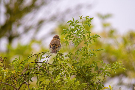 飞行中的小鸟摄影照片_大自然中树枝上的一只小鸟