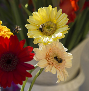 关闭黄色红色和粉红色格柏雏菊与飞行的蜜蜂