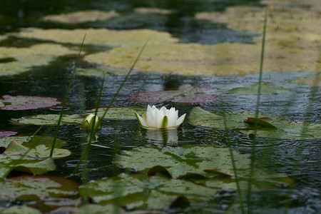 湖中美丽的白睡莲花。池塘中的睡莲倒影