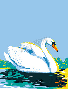 从侧面看疣鼻天鹅或天鹅座 Olor 在湖中游泳 WPA 海报艺术