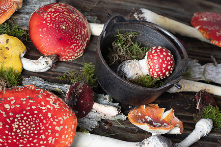 木桌上美丽的橙红飞木耳，秋收蘑菇