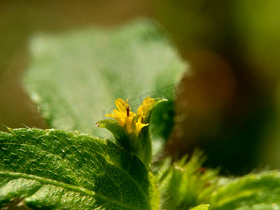 战火摄影照片_具有自然背景的节点杂草（也称为 Synedrella nodiflora、synderella 杂草）的宏观照片。