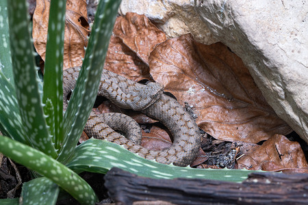 Asp 毒蛇，Vipera aspis