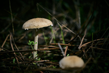 森林里的小野蘑菇