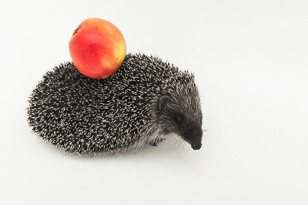 野生苹果摄影照片_刺猬是一种野生自然哺乳动物的多刺动物，背上有针，白色背景上有苹果