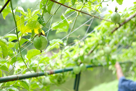 在花园里种植百香果