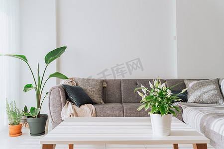 现代简约的灯光明亮的室内白色墙壁、白色咖啡桌、灰色天鹅绒沙发、绿色植物。