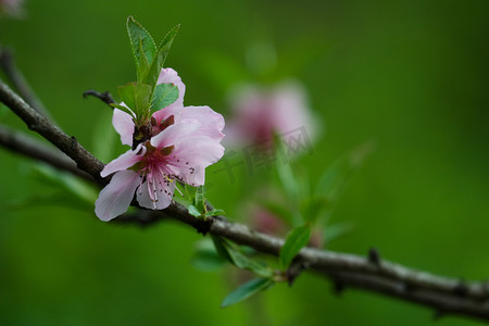 桃花