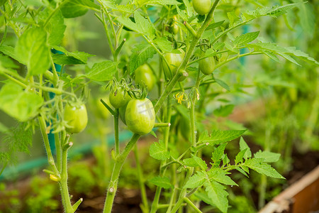 转基因摄影照片_绿色未成熟的西红柿生长在夏季农村花园的树枝上。有机农业，年轻的西红柿植物在温室中生长。