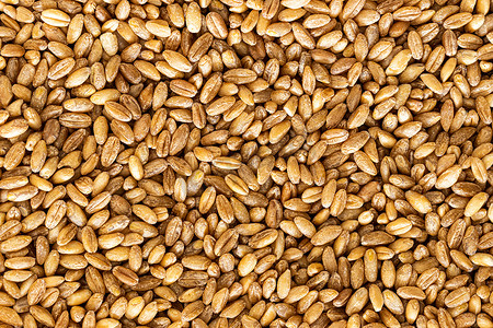棕色小麦籽粒背景或质地。