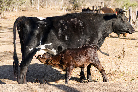 小牛从田里的奶牛那里送来牛奶