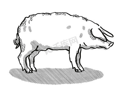 Mangalitza 猪品种卡通复古绘图
