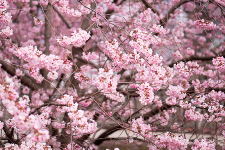 春天花开了摄影照片_春天的樱花，春天的花园。