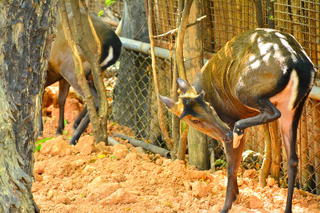 考斯特摄影照片_泰国曼谷考丁公园杜斯特动物园的动物