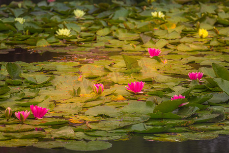 莫奈水上花园，法国吉维尼的睡莲叶景观