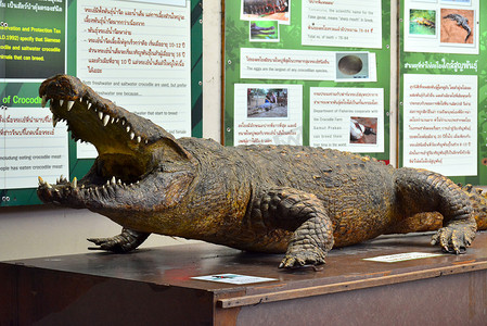 泰国曼谷考丁公园杜斯特动物园的鳄鱼
