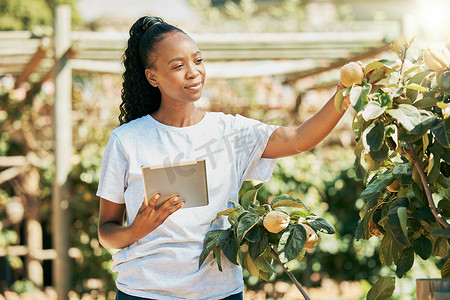 国家发展摄影照片_黑人妇女、农民和平板电脑，用于农业增长、生态友好或农场可持续发展。