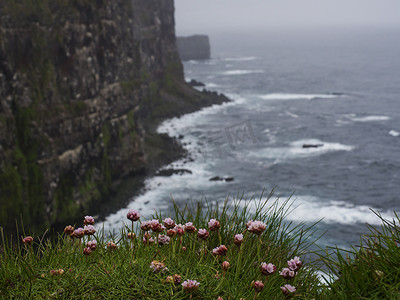 海粉色花 Armeria maritima 享有美丽的 Latrabjarg 悬崖、欧洲最大的鸟类悬崖和数百万鸟类的家园、冰岛西部峡湾、选择性地关注海洋节俭
