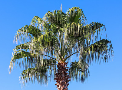 在风中的棕榈树在蓝天背景。