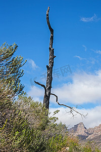 易燃的摄影照片_燃烧的 Clanwilliam 雪松树 12685