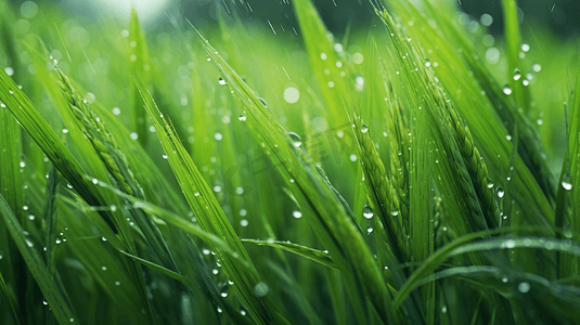 唯美治愈摄影照片_春季谷雨唯美治愈自然草地