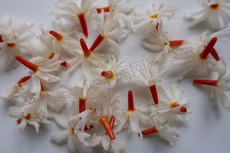茉莉鲜花摄影照片_夜茉莉 (Parijat) 花聚集在白色背景上