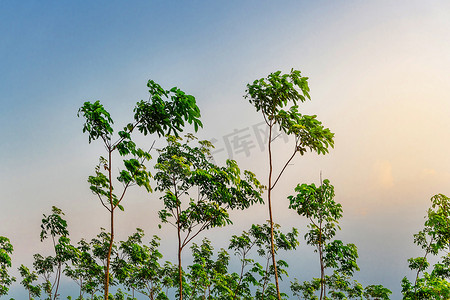 植树背景摄影照片_泰国南部的种植树橡胶或乳胶树橡胶