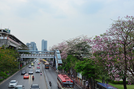 泰国樱花（Chompoo pantip 或粉红喇叭树）