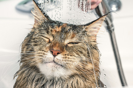 浴缸里的湿猫