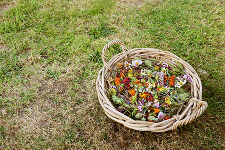 圆篮子里装满了枯萎的花朵、万寿菊、金盏花和大波斯菊